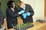 Мастер-класс "Пикировка рассады ранних овощных культур"